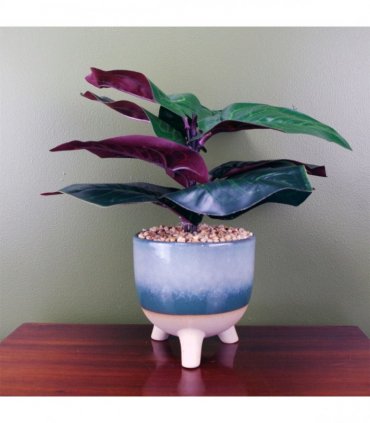 35cm Artificial Ficus Plant Potted in Teal Blue Green Ceramic Planter