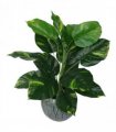 60cm Artificial Devil's Ivy (Scindapsus Aureus) Plant