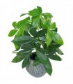 50cm Artificial Money Tree Plant