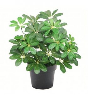 55cm Dark Green Artificial Schefflera Arboricola Plant