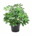 55cm Dark Green Artificial Schefflera Arboricola Plant