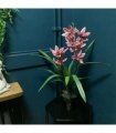 50cm Dark Pink Artificial Orchid in Ceramic Planter