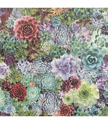 Succulent Living Wall Multi sw12