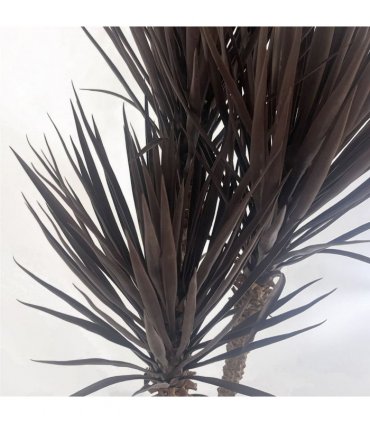 155cm Artificial Yukka Tree Plant Spiky UV Resistant Outdoor Tree Triple Dark Red and Brown