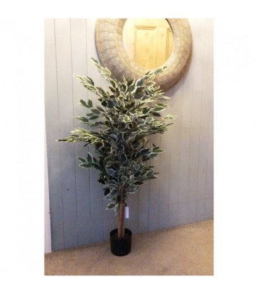 130cm Tall Variegated WhiteandGreen Bushy Ficus Tree