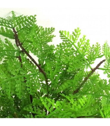 30cm Artificial Potted Lady Fern (Athyrium Filix-Femina)