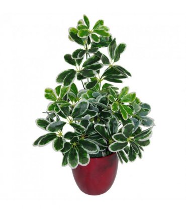 55cm Variegated Artificial Umbrella Plant