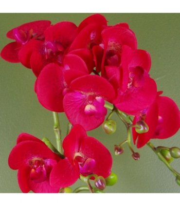 50cm Phalaenopsis Orchid Artificial Red Leopard Gold Pot