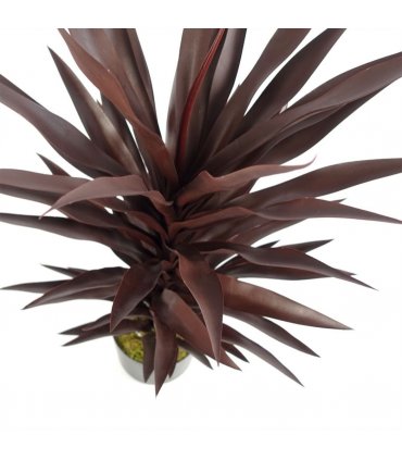 85cm Dark Red Yucca Plant Artificial