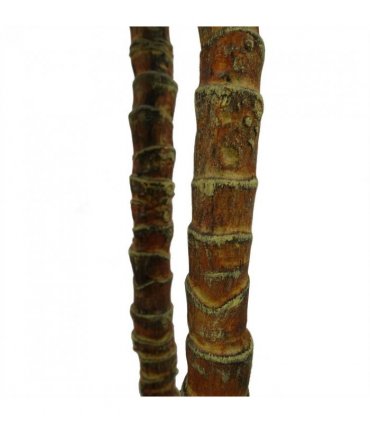 170cm Artificial XL Triple Yukka Tree Plant Spiky Tree Plant Realistic