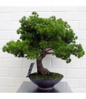 50cm Artificial Luxury Pine Bonsai Tree
