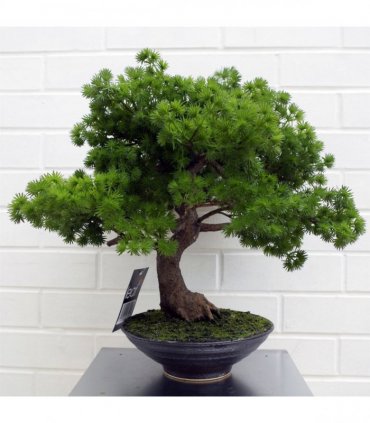 50cm Artificial Luxury Pine Bonsai Tree