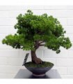 50cm Artificial Luxury Pine Bonsai Tree