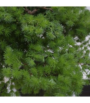 50cm Artificial Luxury Pine Bonsai Tree