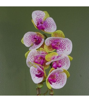 46cm Artificial Orchid Harlequin Pink with Silver Pot