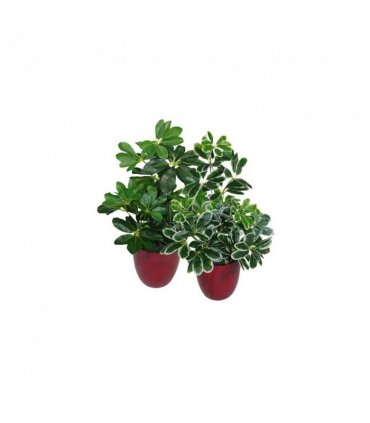 55cm Dark Green Artificial Umbrella Plant