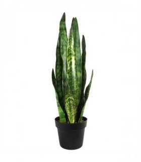 70cm Artificial Sansevieria Zeylanica Plant