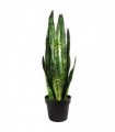 70cm Artificial Sansevieria Zeylanica Plant