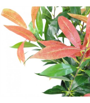 80cm Artificial Red and Green Ficus Plant