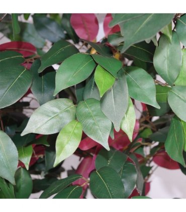 120cm (4ft) Artificial Capensia Tree Ficus Plant - Extra Large