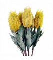 Pack of 6 x 75cm Banksia Menziesii Yellow Flower Stem Artificial