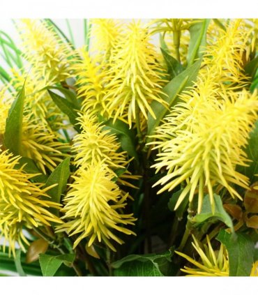 Pack of 6 x 55cm Callistemon Pallidus Yellow Bottle Brush Stem