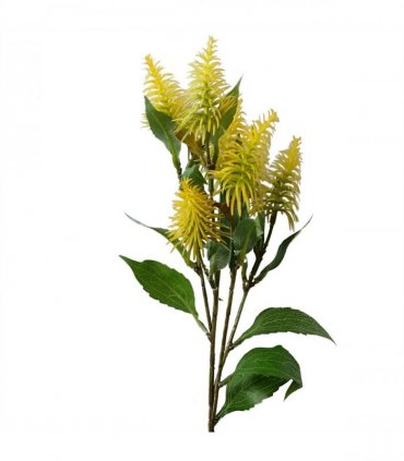 Pack of 6 x 55cm Callistemon Pallidus Yellow Bottle Brush Stem