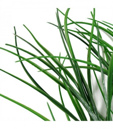 Pack of 6 x 90cm Artificial Grass Stem Spray