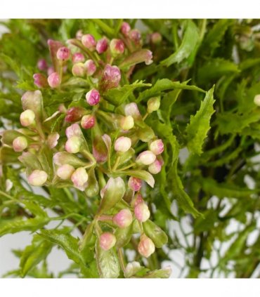 Pack of 6 x 55cm Artificial Foliage Stem with Pink Berries