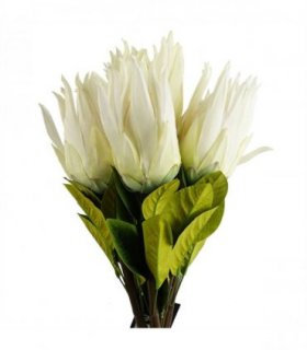 Pack of 6 x 65cm Protea Sugarbush Flower Stem - White