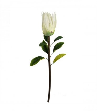 Pack of 6 x 65cm Protea Sugarbush Flower Stem - White