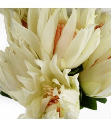 Pack of 6 x 65cm Protea Sugarbush Flower Stem - White