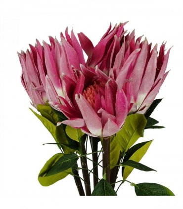 Pack of 6 x 65cm Protea Sugarbush Flower Stem - Pink