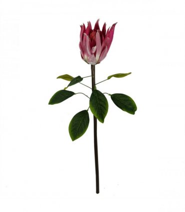 Pack of 6 x 65cm Protea Sugarbush Flower Stem - Pink