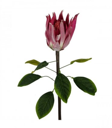 Pack of 6 x 65cm Protea Sugarbush Flower Stem - Pink