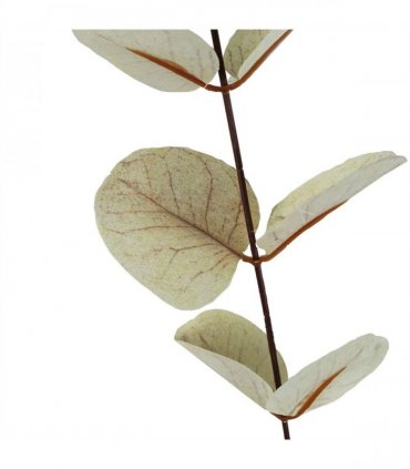 Pack of 6 x 80cm White Eucalyptus Foliage Stem