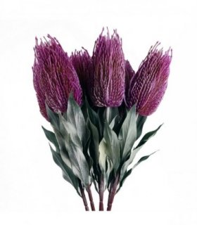 Pack of 6 x 75cm Banksia Menziesii Pink Flower Stem Artificial