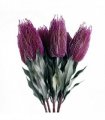 Pack of 6 x 75cm Banksia Menziesii Pink Flower Stem Artificial