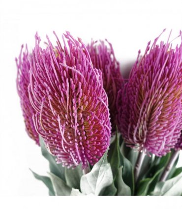 Pack of 6 x 75cm Banksia Menziesii Pink Flower Stem Artificial