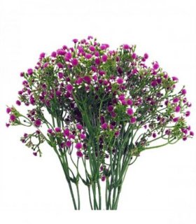 Pack of 6 x 55cm Gypsophila Pink Stem