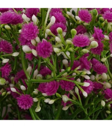 Pack of 6 x 55cm Gypsophila Pink Stem