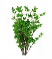 Pack of 6 x 100cm Mini Leaf Ficus Stem