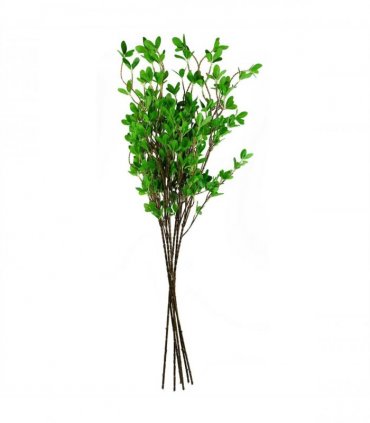 Pack of 6 x 100cm Mini Leaf Ficus Stem