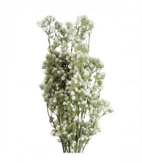 Pack of 6 x 85cm Gypsophila White Stem