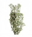 Pack of 6 x 85cm Gypsophila White Stem