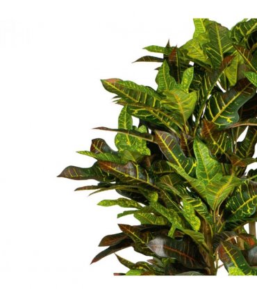 150cm Artificial Croton Tree