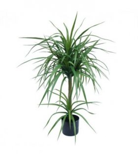 90cm Double Dracaena Plant