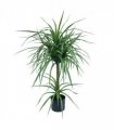 90cm Double Dracaena Plant