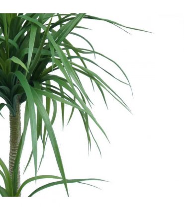 90cm Double Dracaena Plant