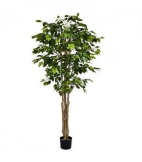 180cm Fire Retardant Deluxe Retusa Ficus Tree With 1134 Leaves